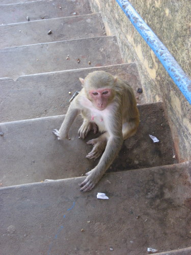 Monkey on the steps, Mount Popa, Myanmar