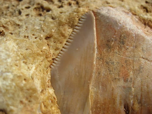 Megalodon Shark Tooth, Exmouth, Australia