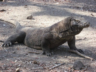 Komodo Dragon