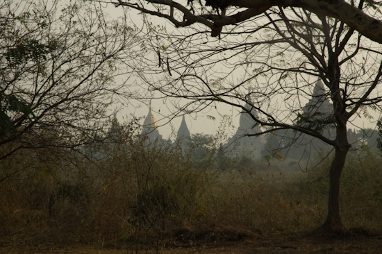 Temples Through The Trees, Bagan, Burma