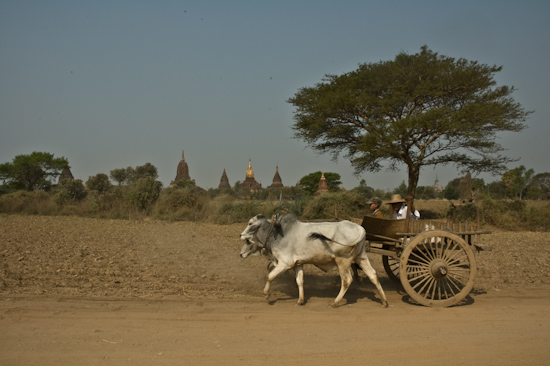 Farmer amongst Bagan Temples, Burma