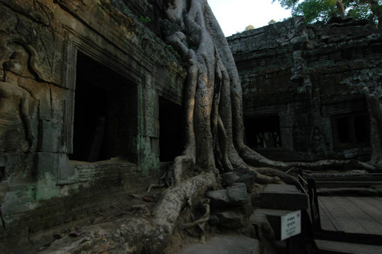 Ta Phrom Temple, Angkor, Cambodia