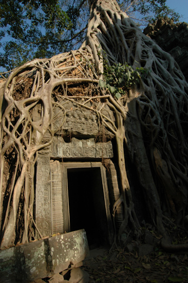 Ta Phrom Temple, Angkor, Cambodia