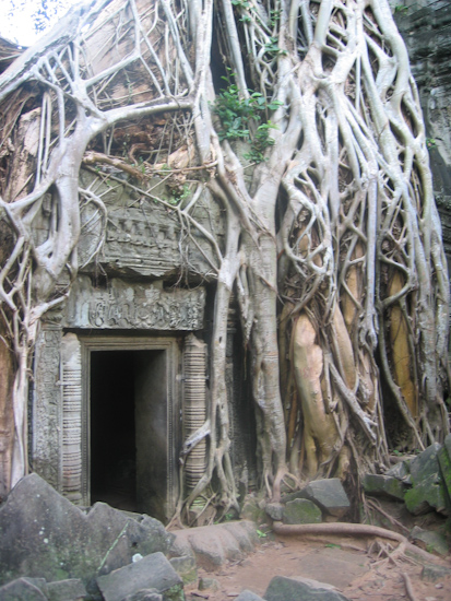 Strangler Vines at Ta Phrom Temple, Angkor, Cambodia